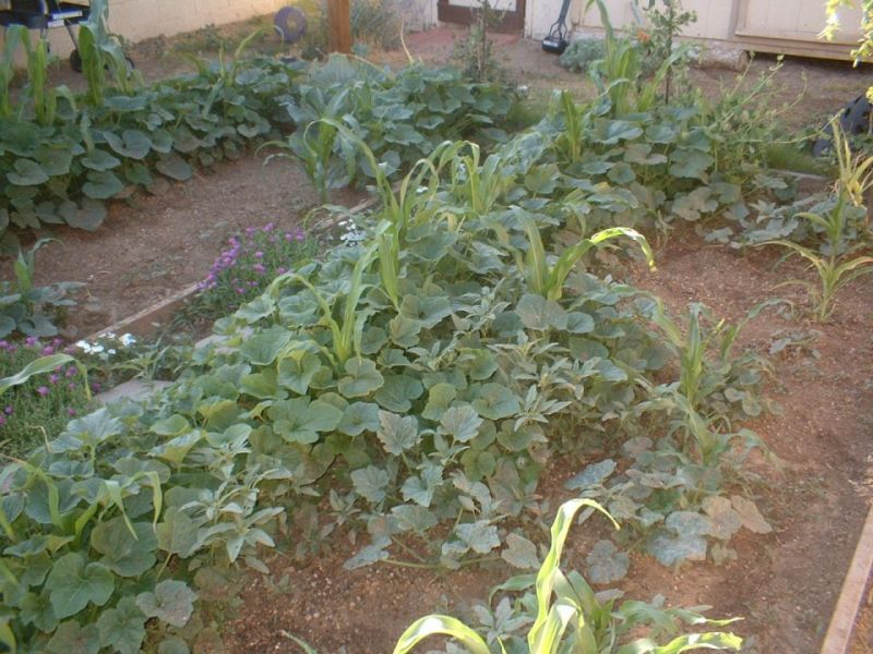 Artichokes are an edible flower