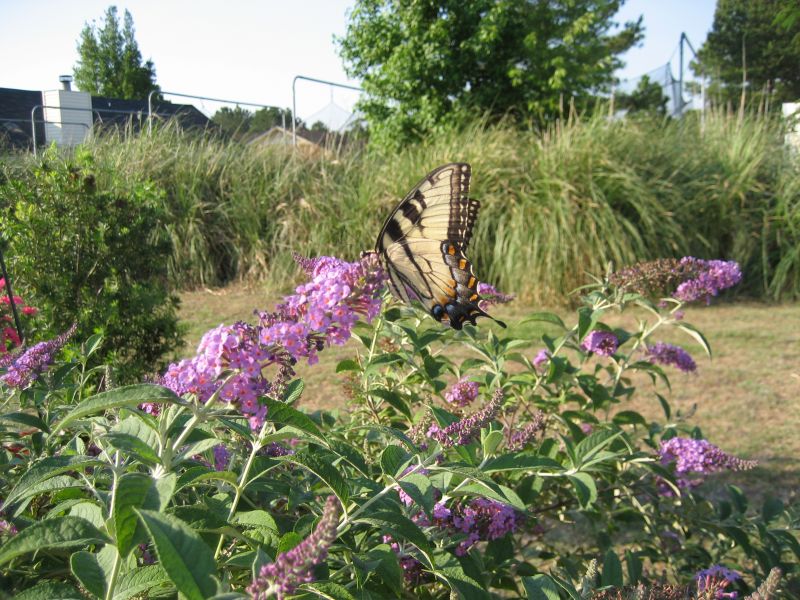 Butterflies are fans of flowers.