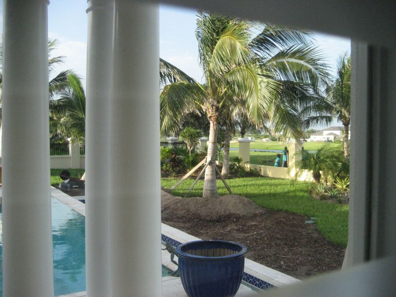 Transplanting a Palm Tree