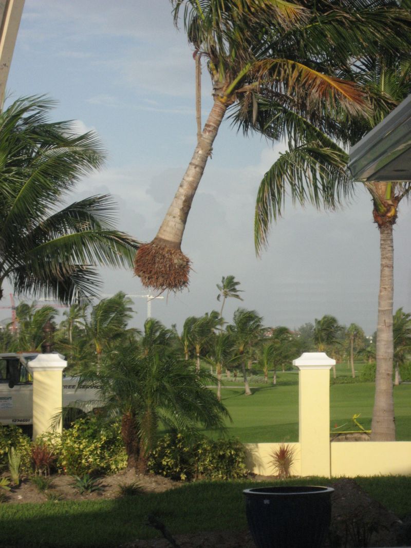 Transplanting a Coconut Palm Tree