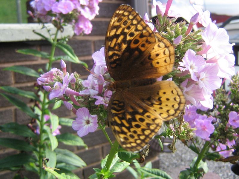 Butterfly Garden