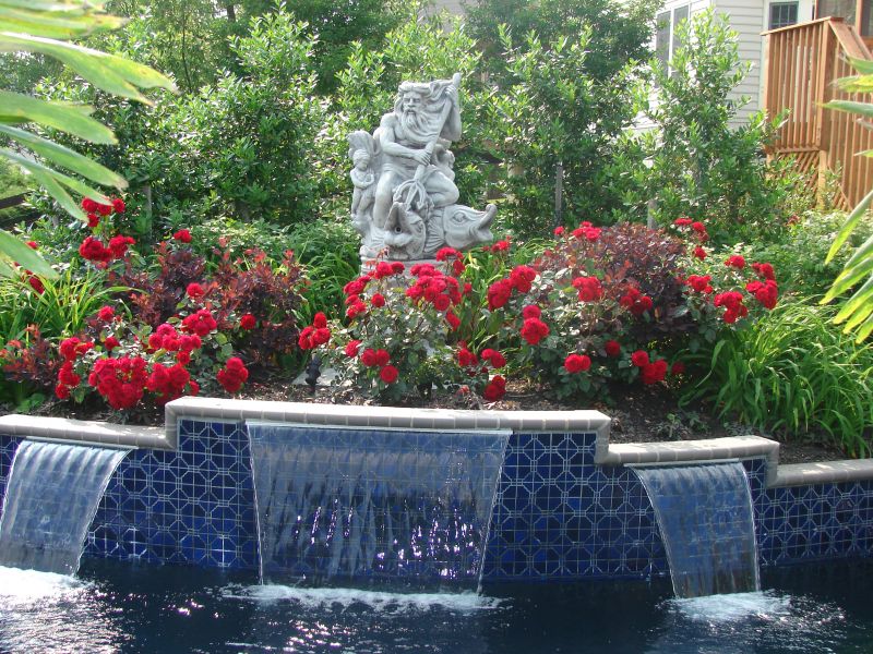 Roses in pool landscaping
