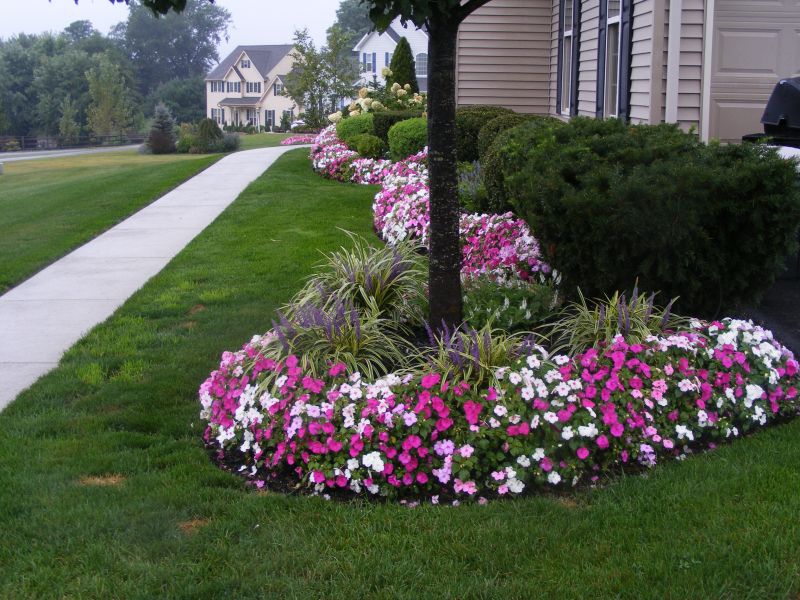 Annuals in your garden Annuals in your garden