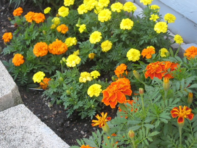 Marigolds Go With Many Flowers