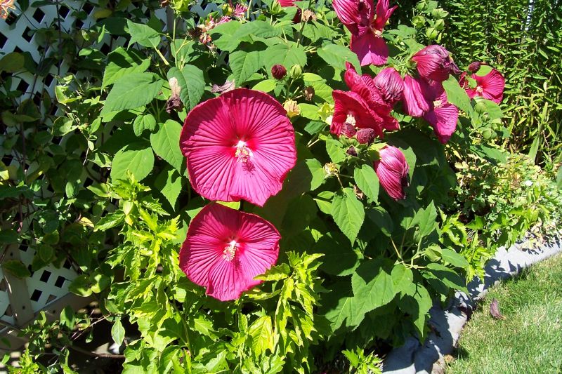 How To Grow Hibiscus