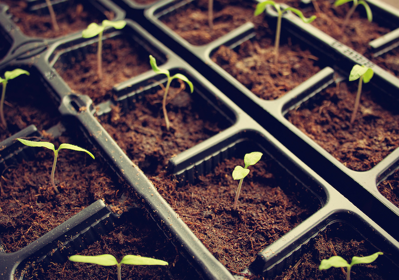 Seedlings