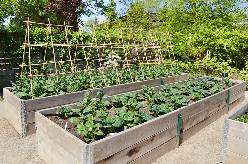 Vegetable garden in raised boxes