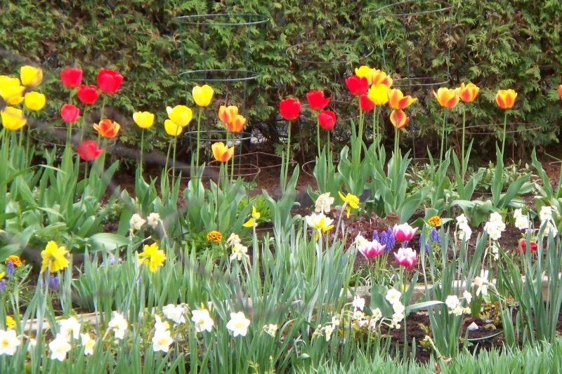 Gardening with bulbs