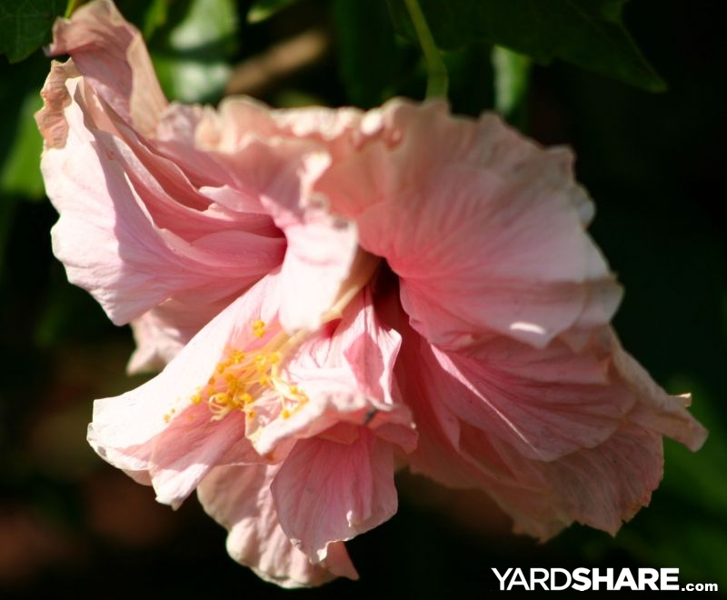 Front Patch & Pots on YardShare