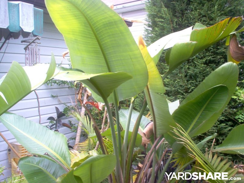 Dense planted path and lighting context from The Jungle on YardShare