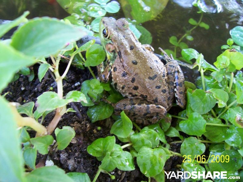 6 Pond Landscaping Ideas from Real Yards That Make Water Features Feel Livable